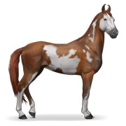 Marwari - Chestnut Overo