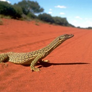 Goanna