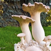 Grow Mushrooms at Home