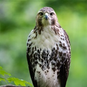 Hawk