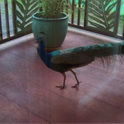 Peacock on the Lanai