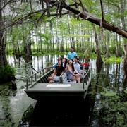 Take a Swamp Tour