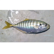 Yellowtail Scad / One-Finlet Scad / Omaka