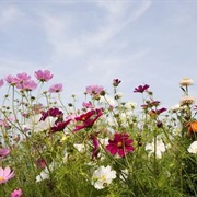 Wild Flowers