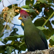 Bannerman's Turaco