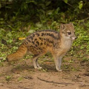 Malagasy Civet