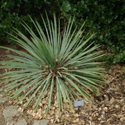 Small Soapweed (Yucca Glauca)