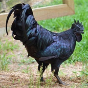 Ayam Cemani