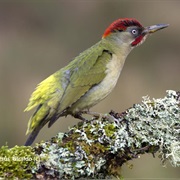 Iberian Green Woodpecker