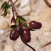 Sweet Apple-Berry (Billardiera Cymosa)