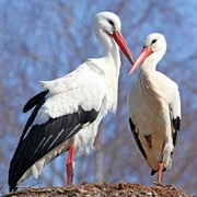 Lower Oder Valley NP, Germany / Poland