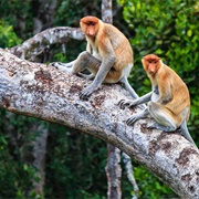 Pulau Ranggu (Island), Brunei