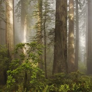 Del Norte Coast Redwoods State Park
