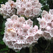 Mountain Laurel
