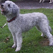 Pumi