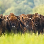 See European Bison