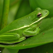 Green Treefrog