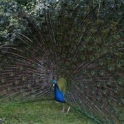 Curraghs Wildlife Park