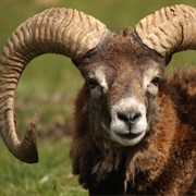 Mouflon