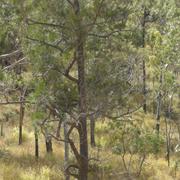Mount Chinghee National Park (QLD)