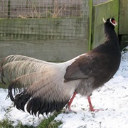 Brown-Eared Pheasant