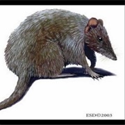 Long-Clawed Marsupial Mouse