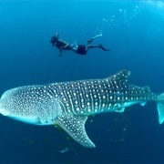 Whale Shark