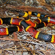 Eastern Coral Snake