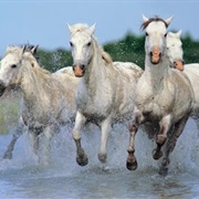 Carmargue Horses