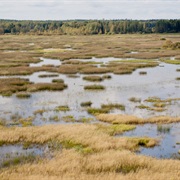 Puurijarvi Isosuo NP, Finland