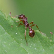 Common Red Ant