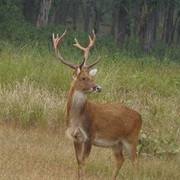 Barasingha