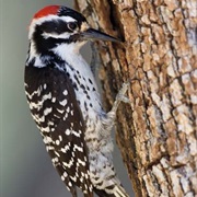 Nuttall's Woodpecker