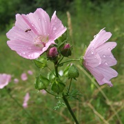 Musk Mallow (Malva Moschata)