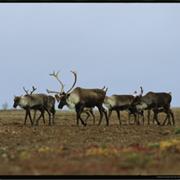 Caribou