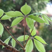 Koshiabura (Chengiopanax Sciadophylloides)