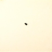 Walter Franco ‎– Ou Não (1973)