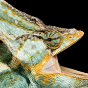 Veiled Chameleon