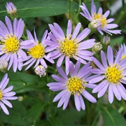 Tatarinow's Aster (Aster Tataricus)