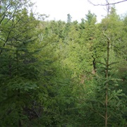 Fond Du Lac State Forest, Minnesota