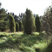 Gudenieku Juniper Woodland (Gudenieku Kadiķu Audze)