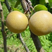 Birch-Leaved Pear (Pyrus Betulaefolia)
