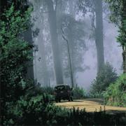 Errinundra National Park (VIC)