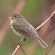 Chiffchaff