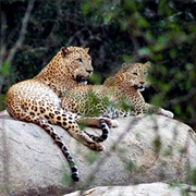Yala National Park, Sri Lanka