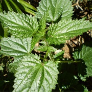 Scrub Nettle (Urtica Incisa)