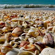 Shell-Hunting on Sanibel Island, USA