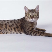 California Spangled Cat