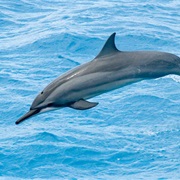 Spinner Dolphin