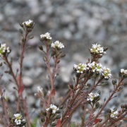 Greenland Scurvy-Grass (Cochlearia Groenlandica)